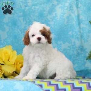 Lincoln, Cavapoo Puppy